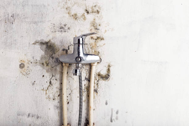 Best Home Mold Removal  in Vista, CA