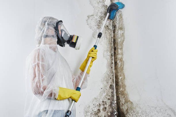 Best Mold Damage Repair  in Vista, CA