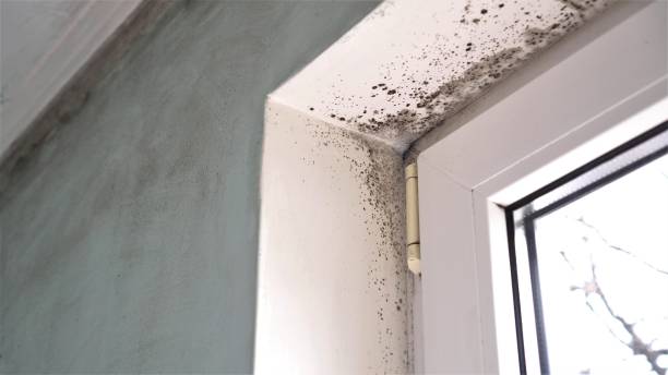 Professional Mold Removal in Vista, CA