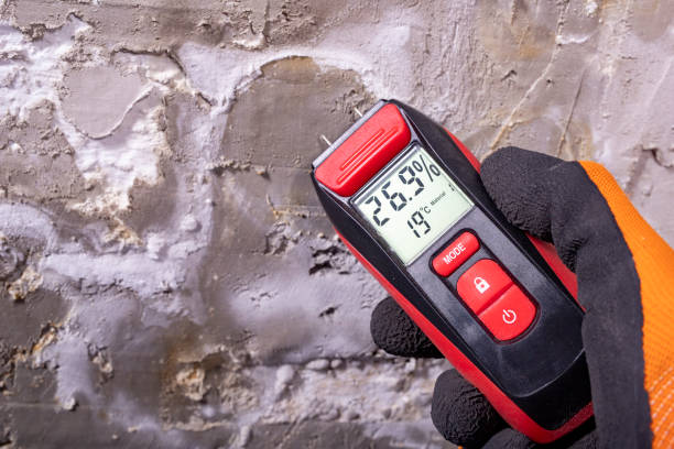 Best Mold Removal Specialists  in Vista, CA