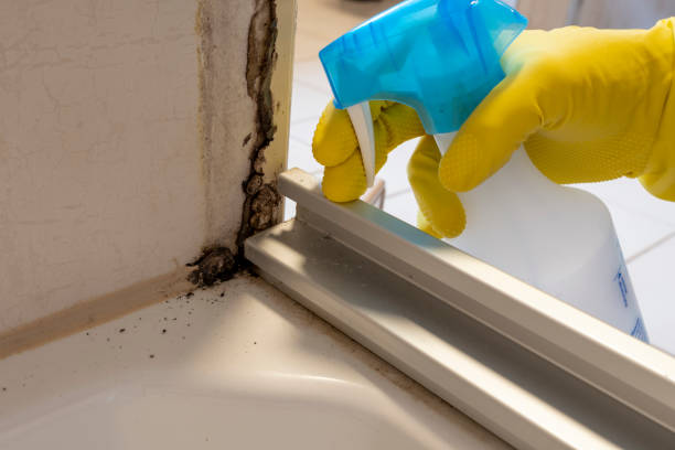 Best Professional Mold Removal  in Vista, CA