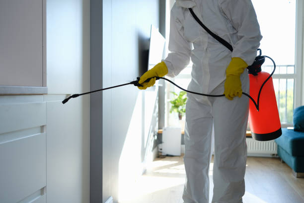 Best Commercial Mold Removal  in Vista, CA