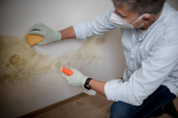 Best Crawl Space Mold Removal  in Vista, CA