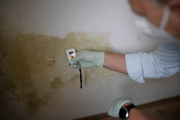 Best Fast Mold Removal  in Vista, CA