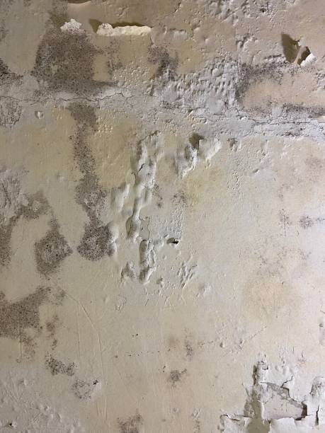 Best Emergency Mold Removal  in Vista, CA