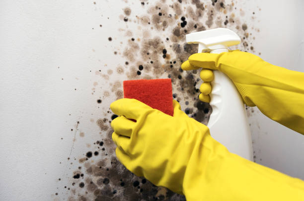 Best Attic Mold Removal  in Vista, CA