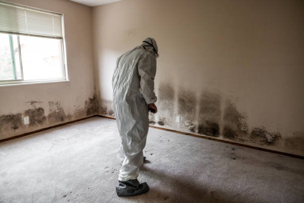 Best Office Mold Removal Services  in Vista, CA