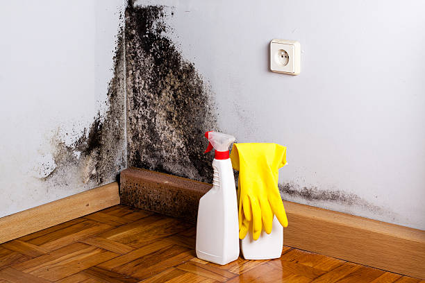 Best Mold Removal Company Near Me  in Vista, CA