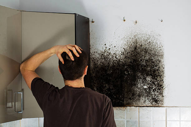Best Mold Removal and Inspection  in Vista, CA